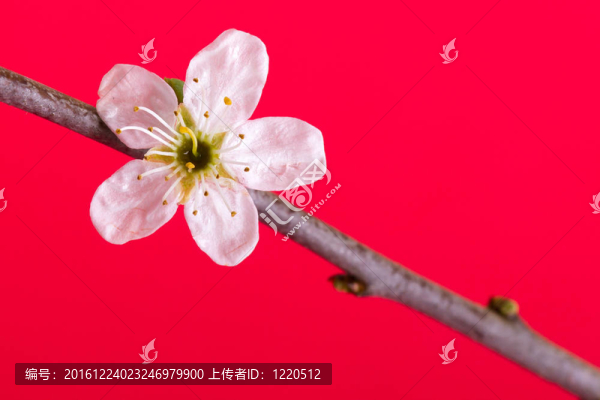 樹上的花