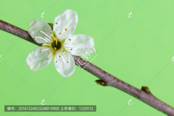樹上的花