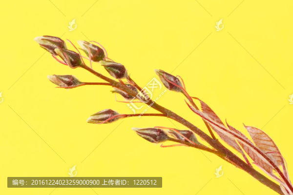 春天的樹