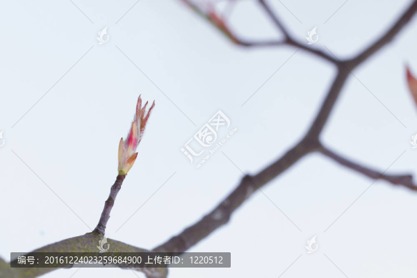 春天的樹