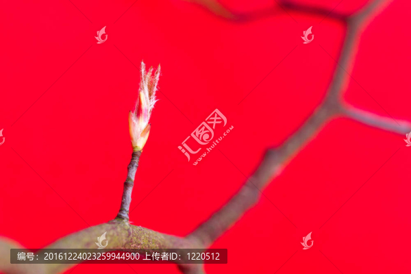 春天的樹(shù)