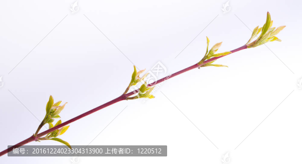 春天的樹
