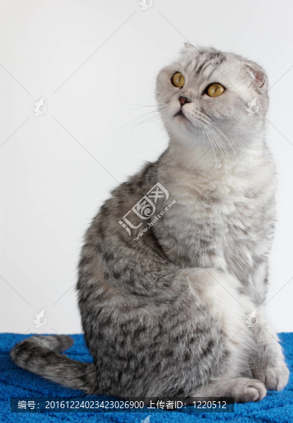 灰色的貓