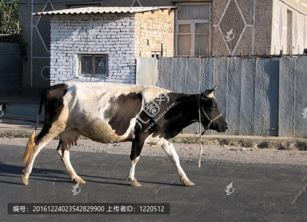 烏茲別克斯坦邁斯基牛在街2007號(hào)