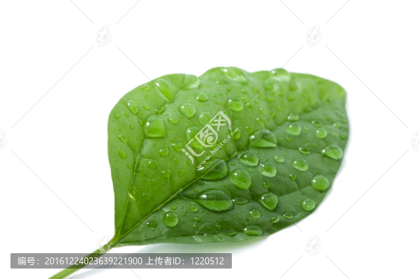 葉片與水滴分離