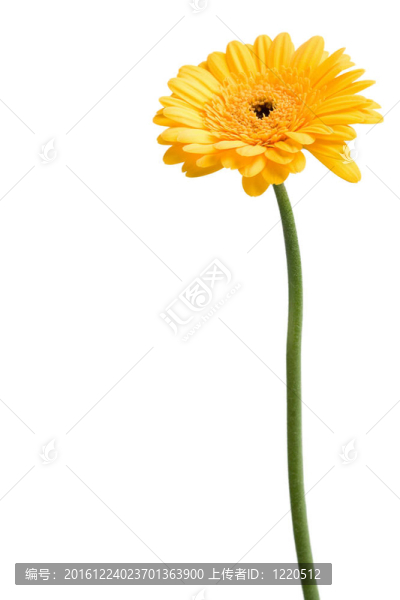 黃色的雛菊孤立