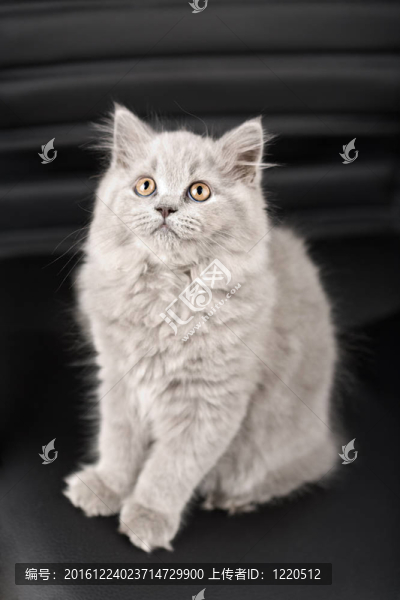 英國小貓?zhí)ь^