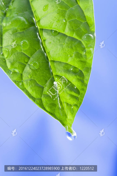 帶水滴的綠葉