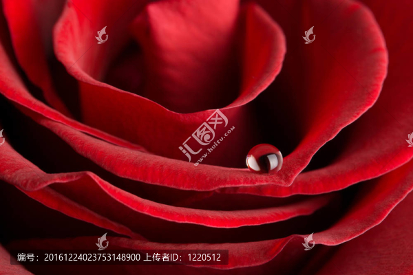 紅玫瑰與水滴的宏