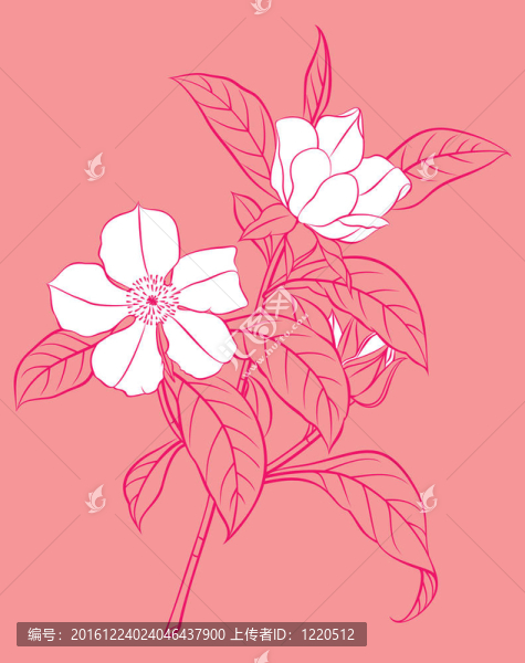 白色的花枝