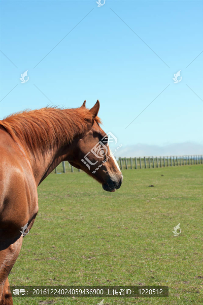 馬
