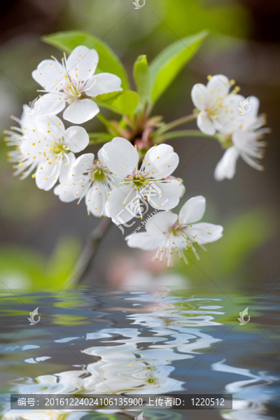 水中白花
