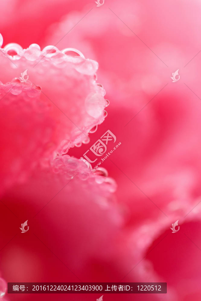 粉紅色的康乃馨花與水滴的宏（淺焦點(diǎn)）