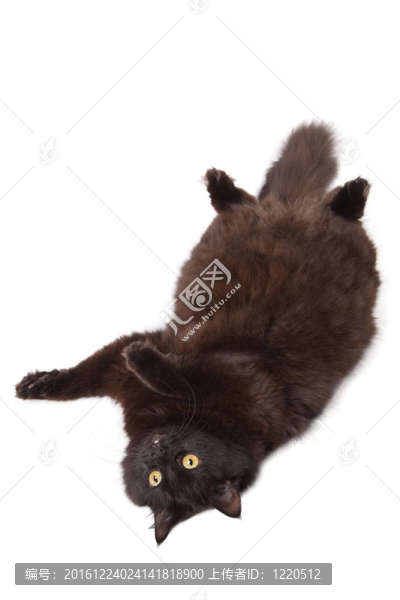 臥黑孤貓