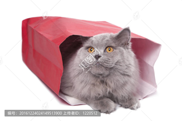 可愛的英國小貓在紅色袋隔離
