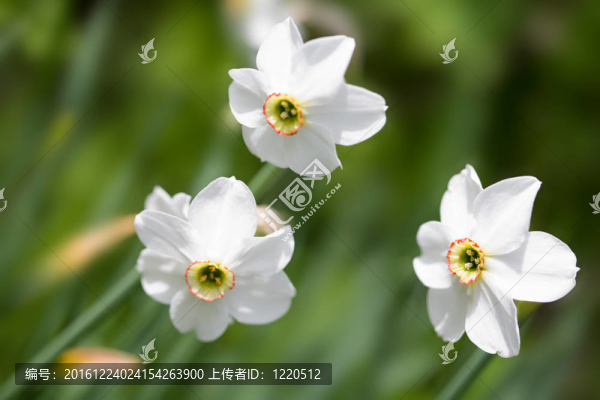 在現(xiàn)場的白水仙