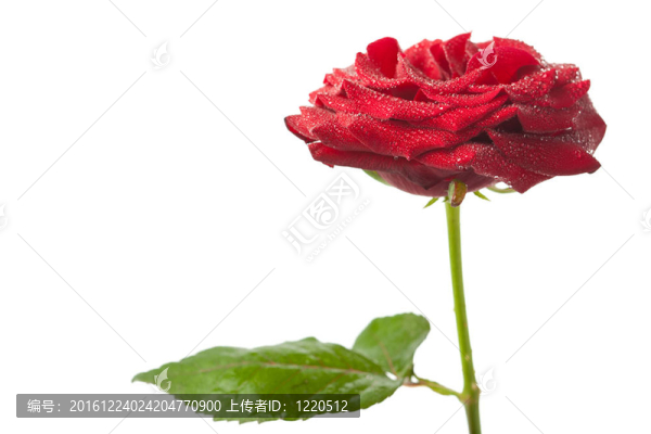 美麗的紅玫瑰與水滴孤立