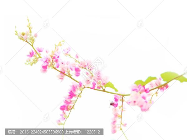 粉紅色的花枝