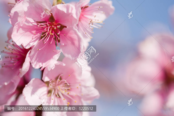 燦爛的春天櫻花在陽(yáng)光下。