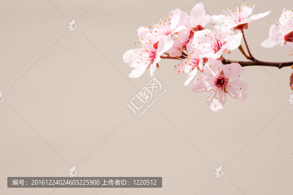 早春櫻花。