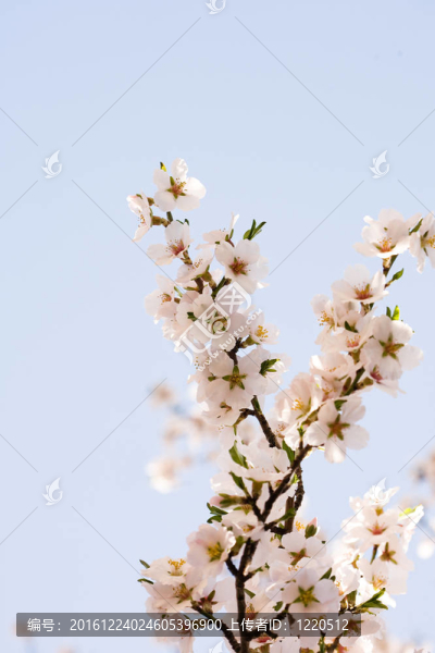 春季杏樹花。