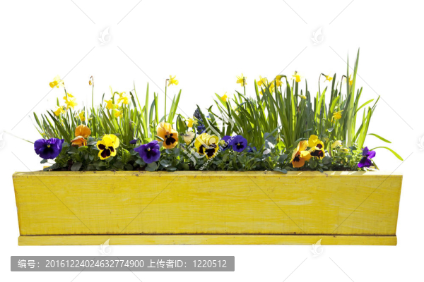 黃水仙花盆