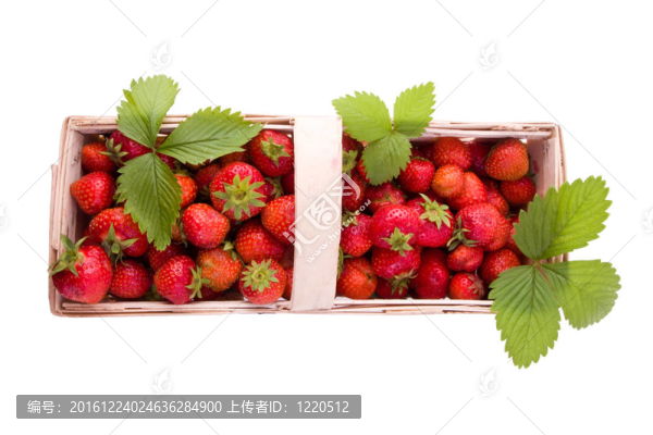 草莓白