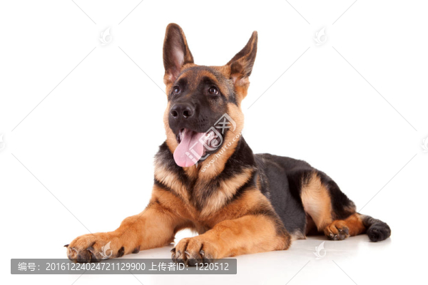 德國牧羊犬