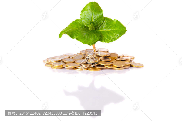 硬幣和植物