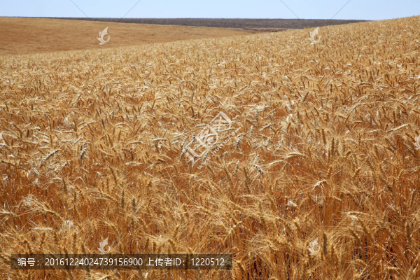 成熟的麥田藍天帕盧斯華盛頓州