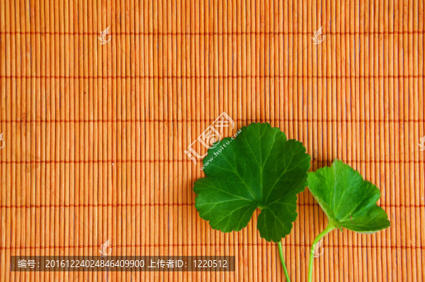 過(guò)竹光