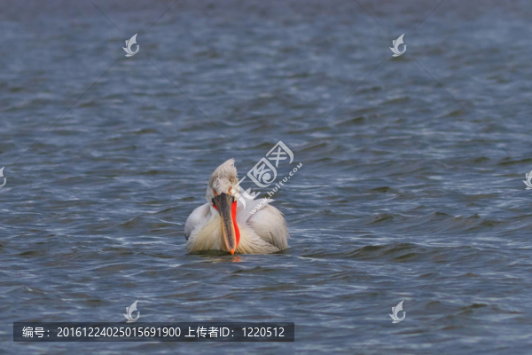 Dalmatian,Pelican（Pelecanus,crispus）