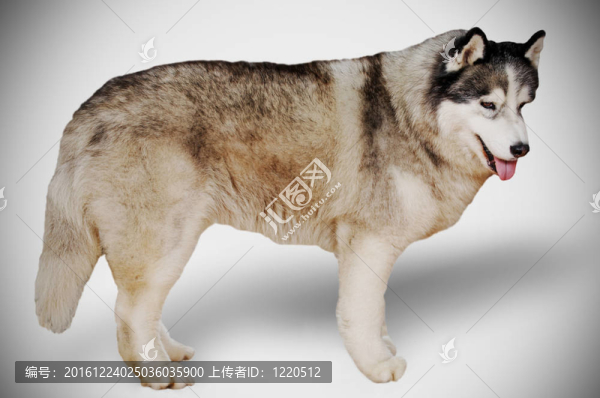 西伯利亞雪橇犬