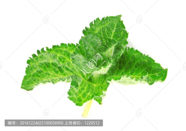 薄荷葉