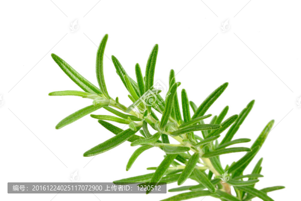 迷迭香的樹枝