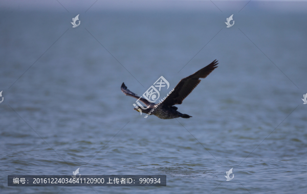 鸕鶿