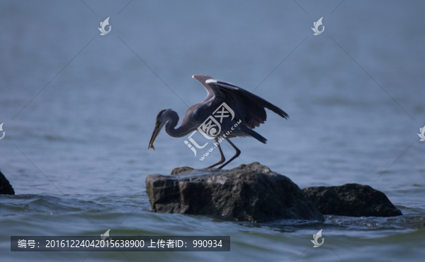 蒼鷺