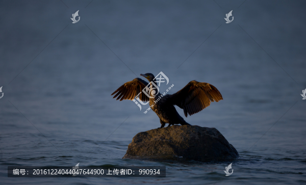 鸕鶿