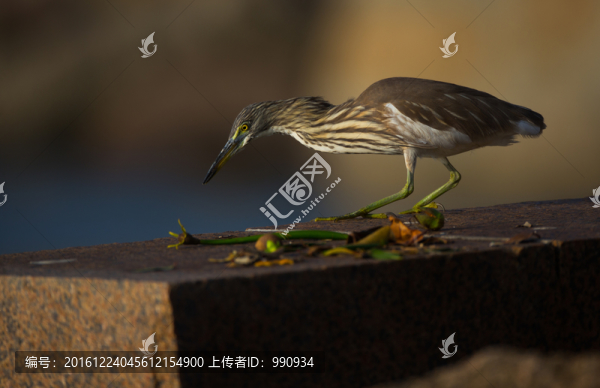 鳥(niǎo),黃葦鶼