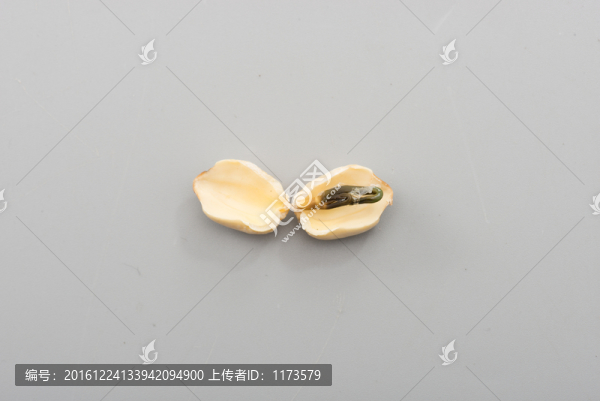 蓮子蓮心特寫