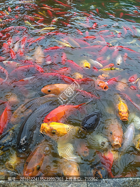 魚(yú)