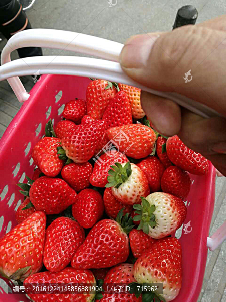 草莓
