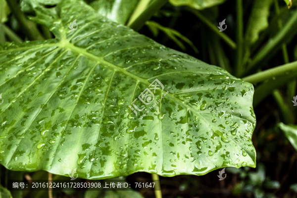 樹葉水珠