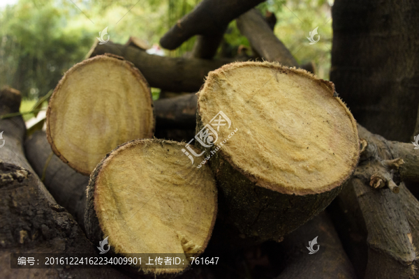 樹樁