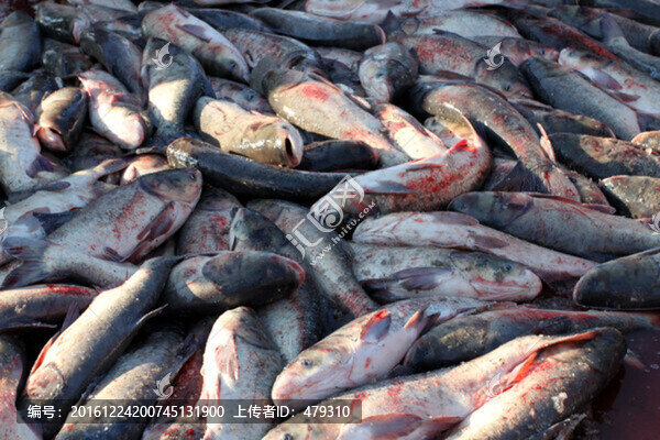 冬捕,捕魚,打凍網(wǎng),淡水魚