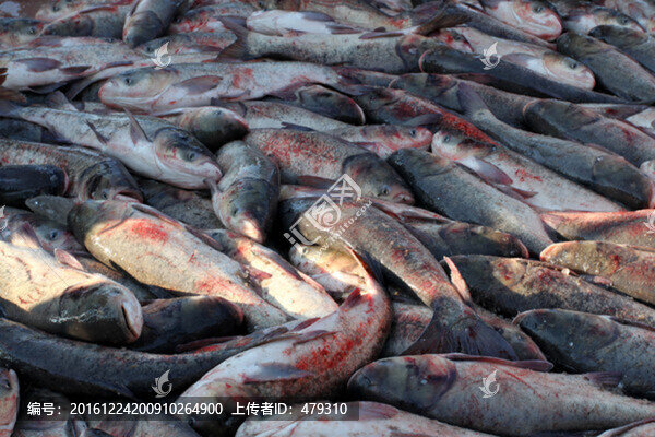 冬捕,捕魚(yú),打凍網(wǎng)