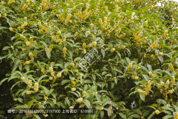 桂花