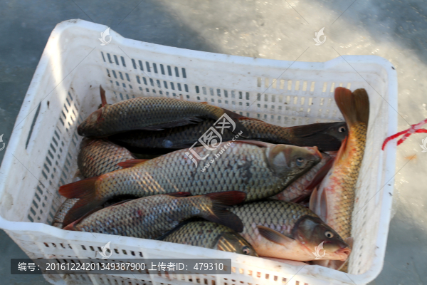 冬捕,捕魚,打凍網(wǎng)