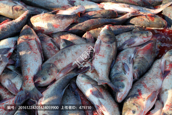 冬捕,捕魚,打凍網(wǎng),淡水魚