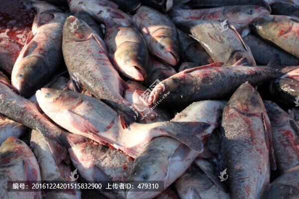 冬捕,捕魚,打凍網(wǎng)